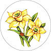 Goblenuri schema - Flori,Narcise-120 x 120